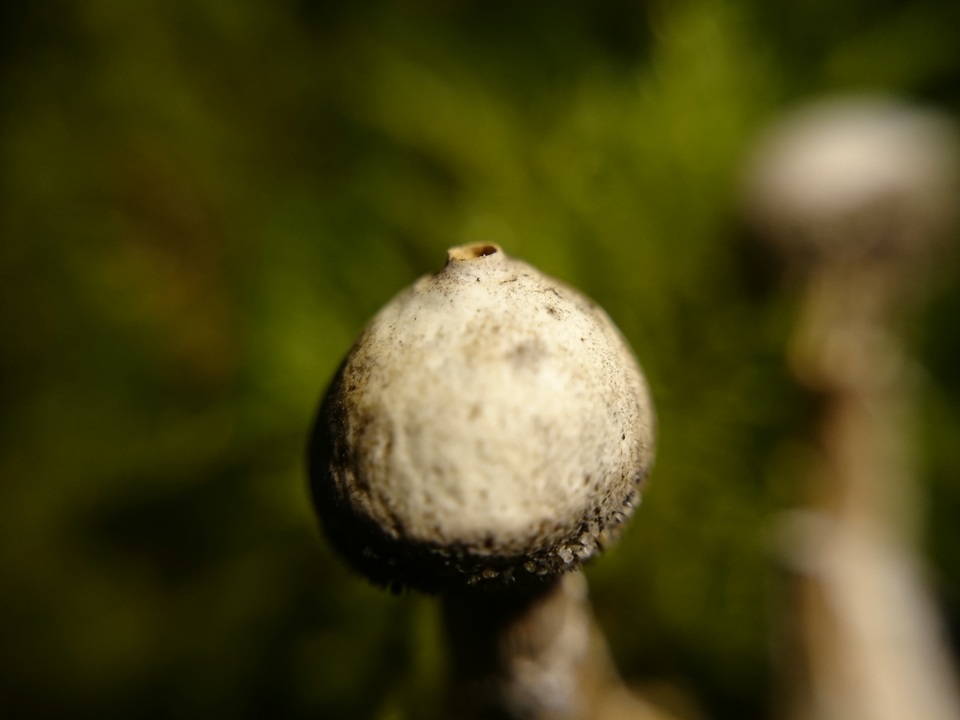 Tulostoma kotlabae image