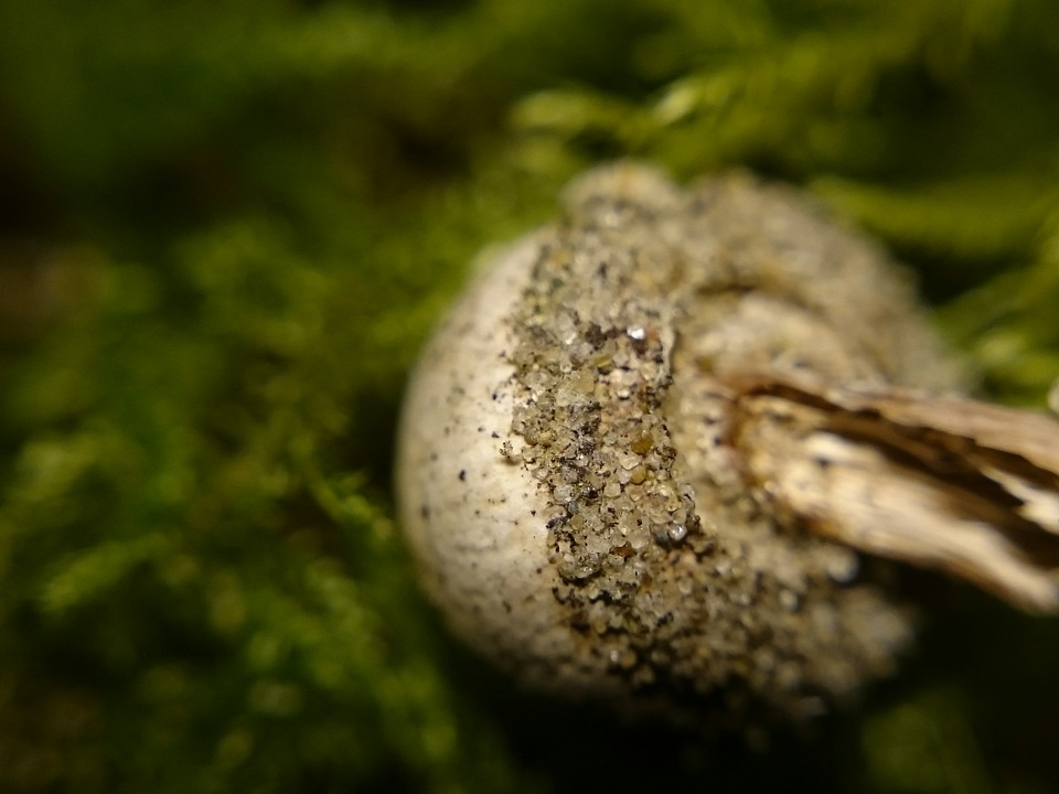 Tulostoma kotlabae image