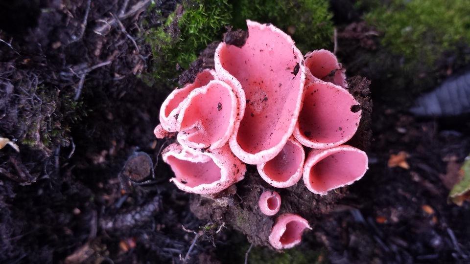 Rhodotarzetta rosea image