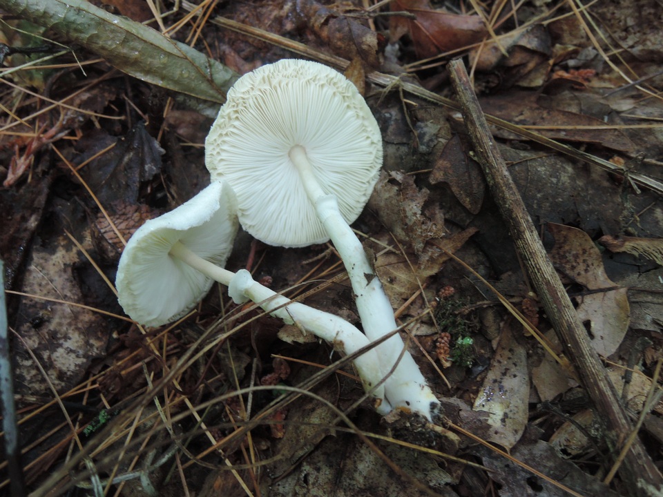 Leucoagaricus sericifer image