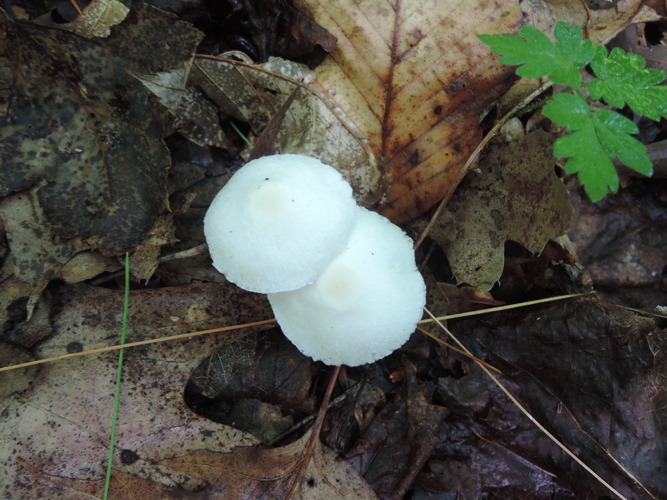 Leucoagaricus sericifer image