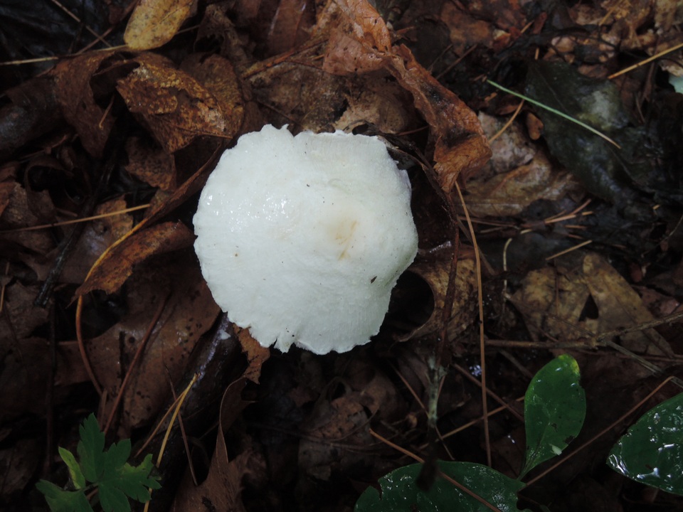 Leucoagaricus sericifer image