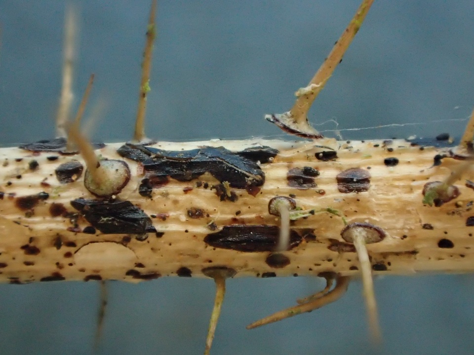 Hypoderma rubi image