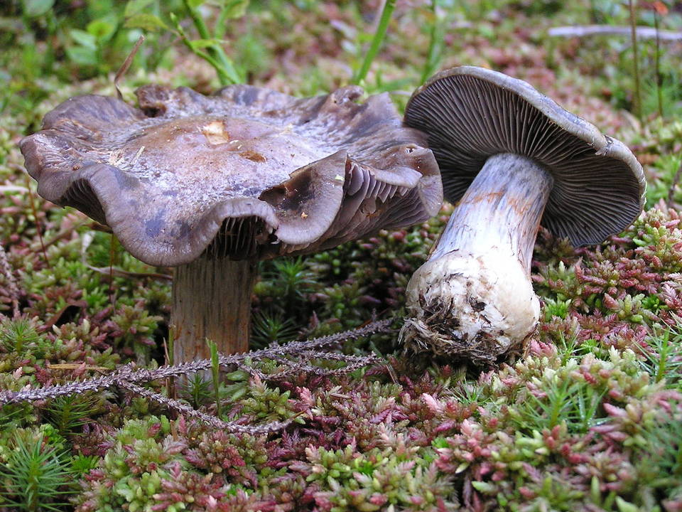 Cortinarius scaurus var. herpeticus image