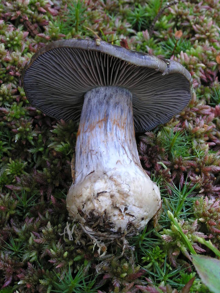 Cortinarius scaurus var. herpeticus image