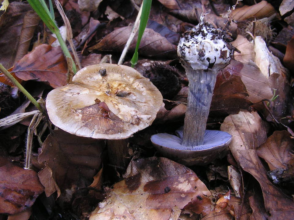 Cortinarius luhmannii image