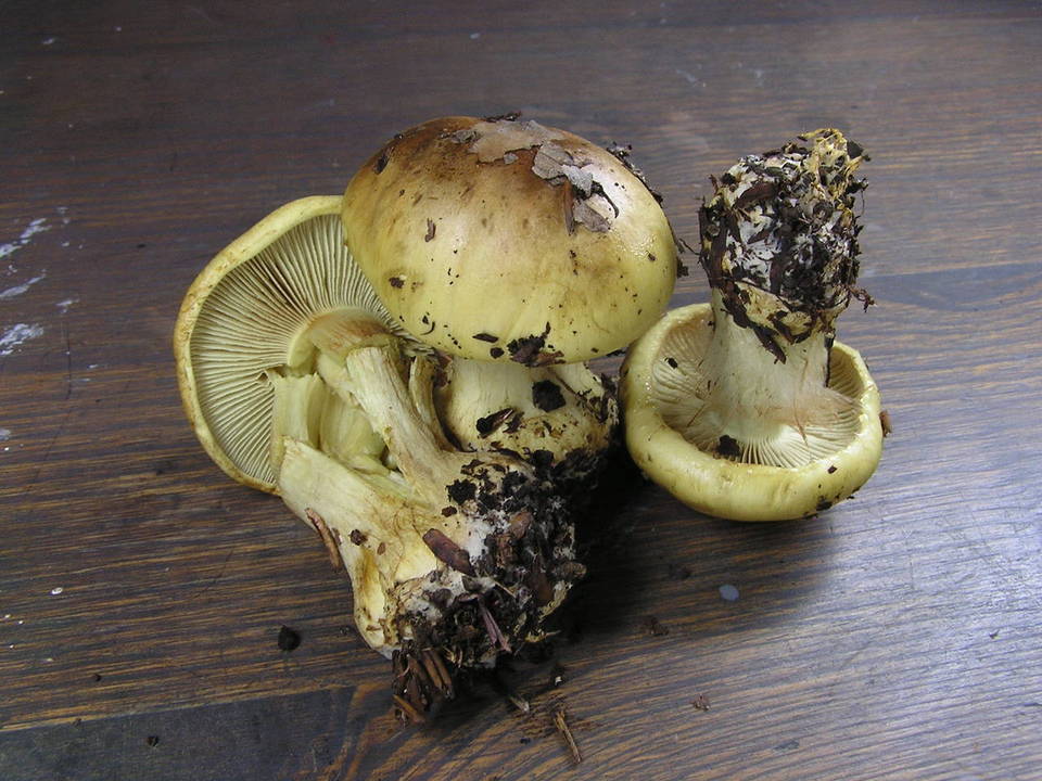 Cortinarius citrinus image