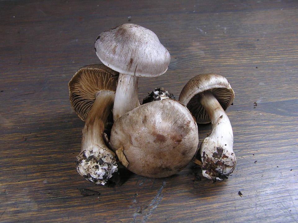 Cortinarius chevassutii image