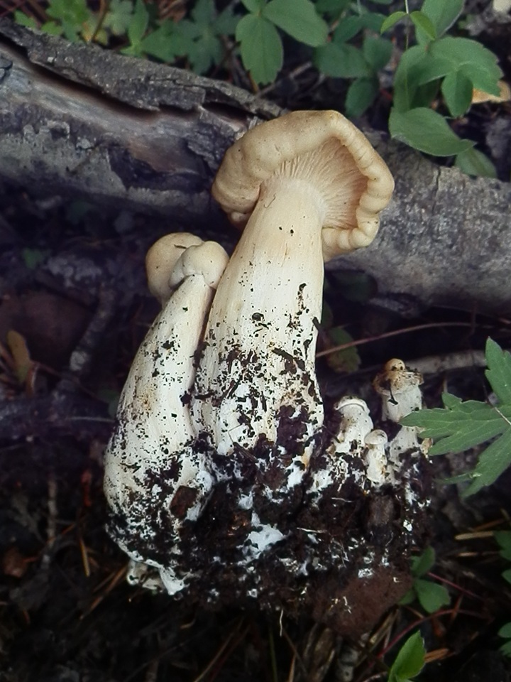 Lyophyllum fumosum image