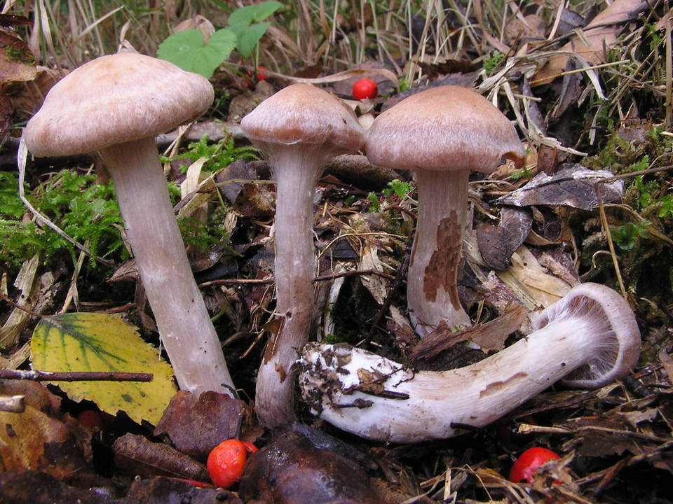 Cortinarius disjungendus image