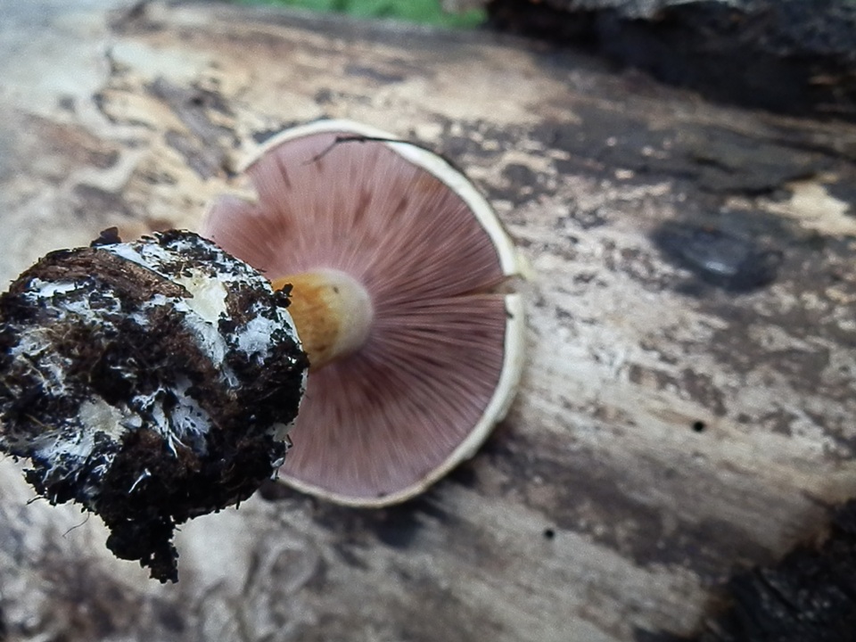 Cortinarius fulvo-ochrascens f. marginatus image