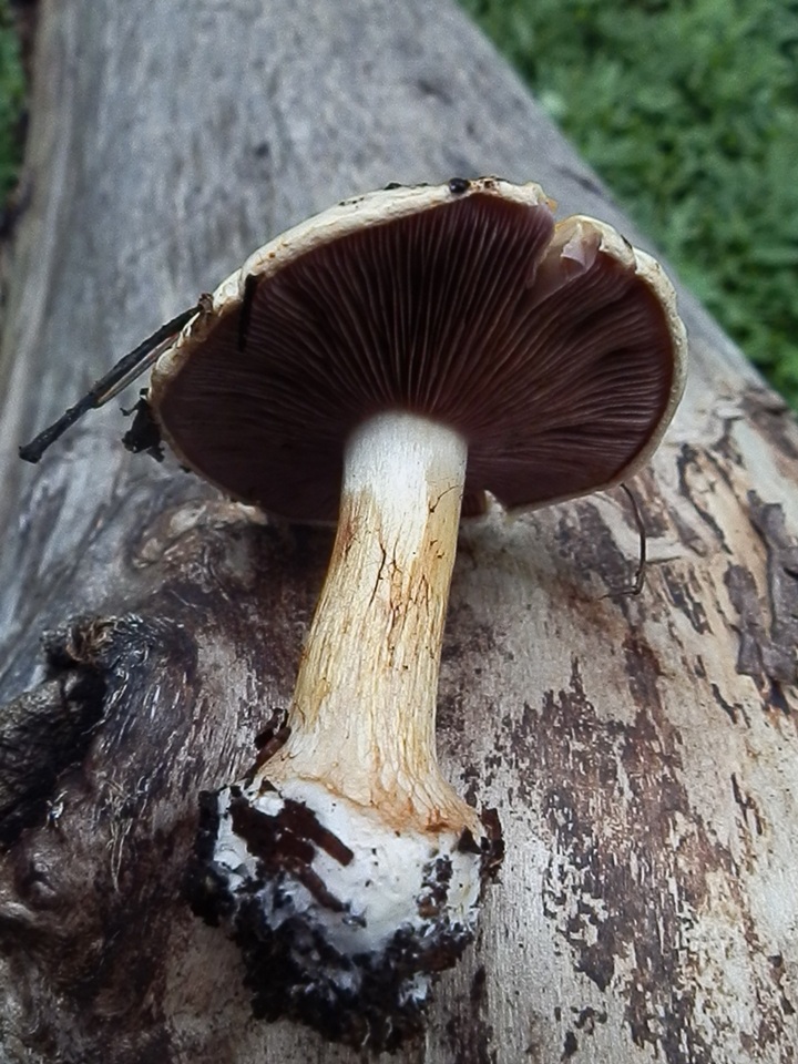 Cortinarius fulvo-ochrascens f. marginatus image
