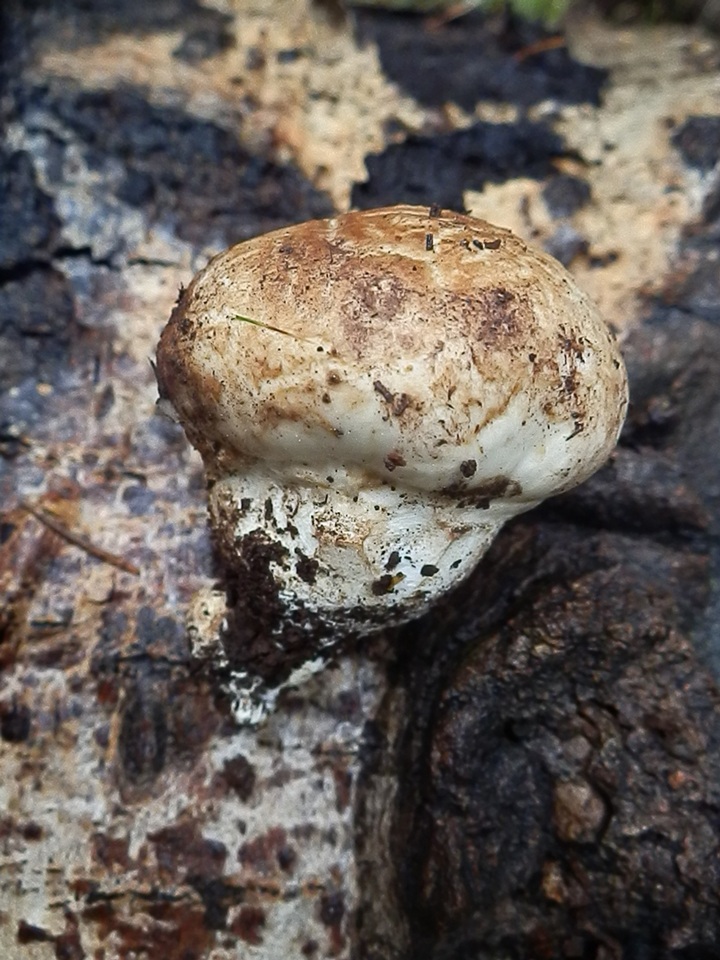 Catathelasma singeri image