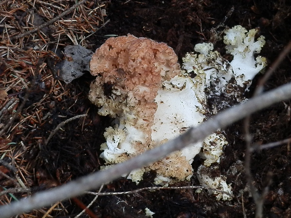 Sparassis americana f. arizonica image