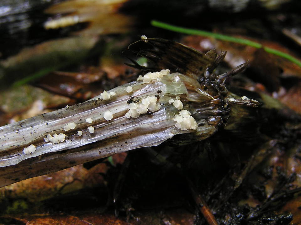 Psilachnum inquilinum image
