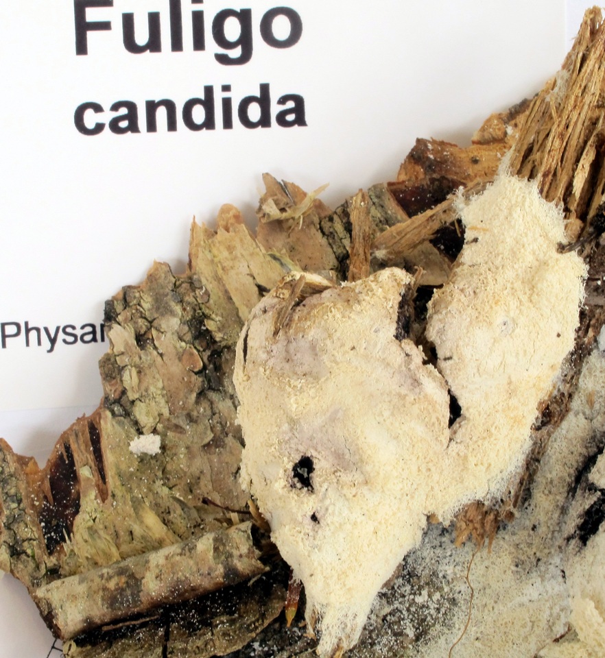 Fuligo candida image