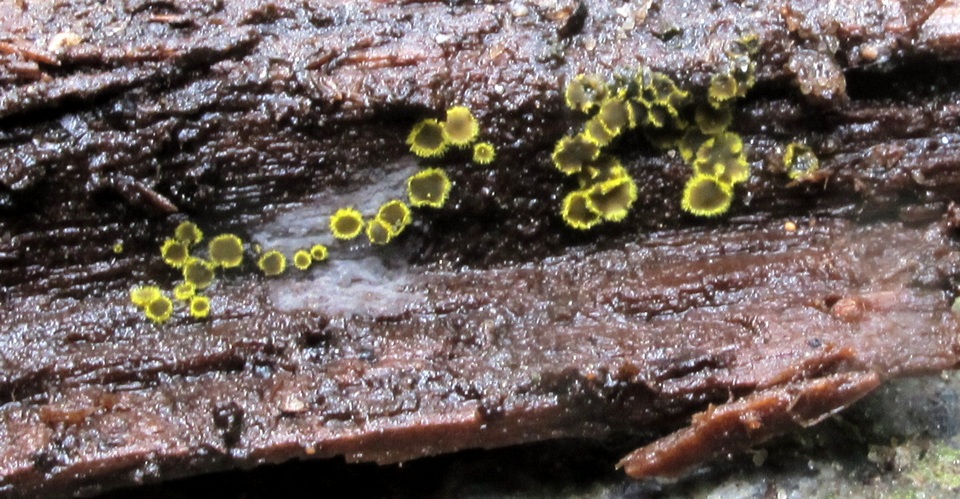 Amicodisca svrcekii image