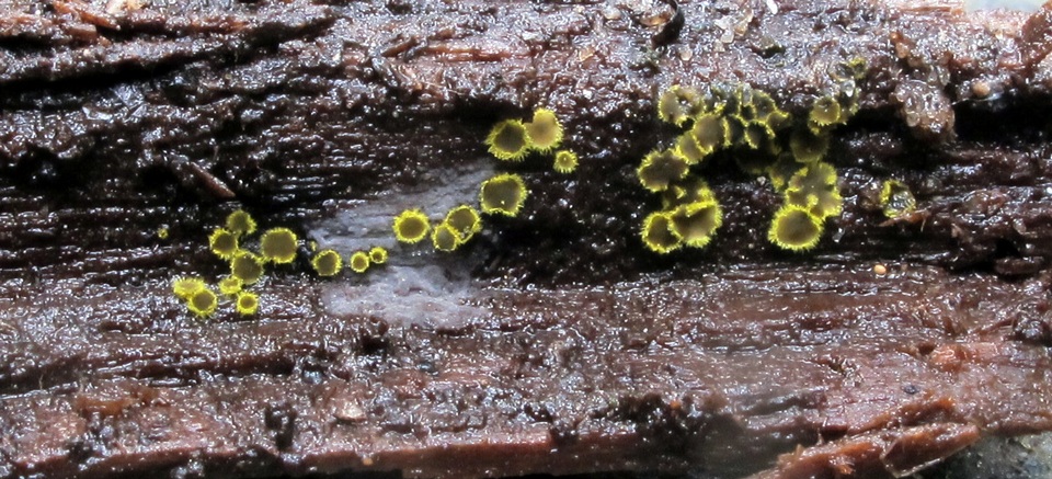 Amicodisca image