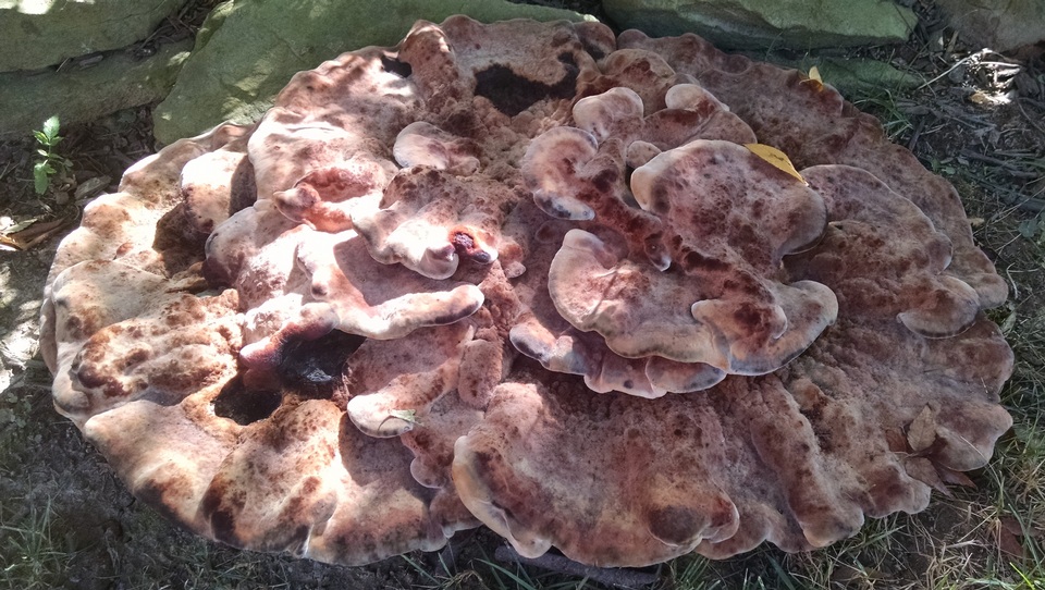 Laetiporus persicinus image