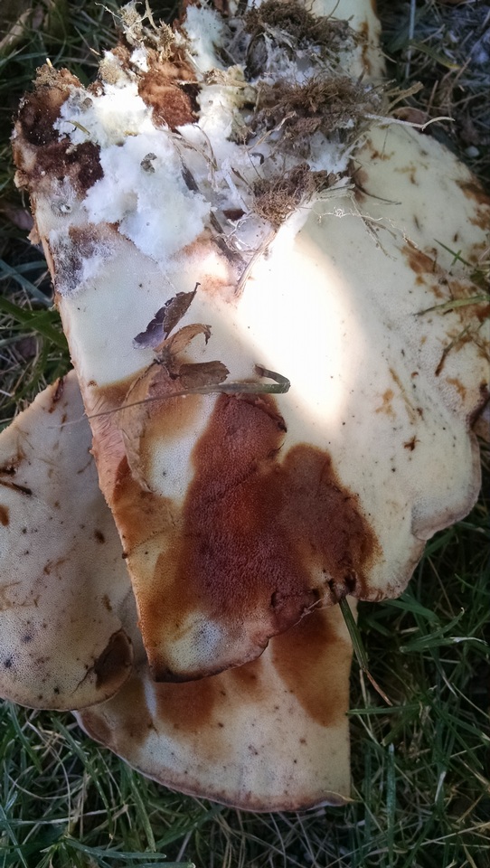 Laetiporus persicinus image
