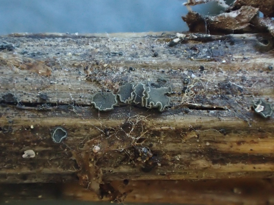 Pyrenopeziza revincta image