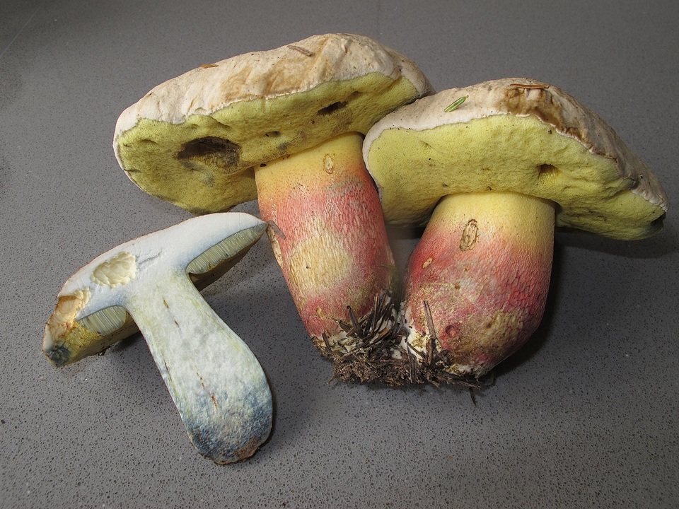 Caloboletus calopus image