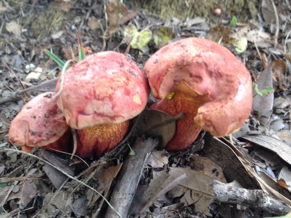 Butyriboletus floridanus image