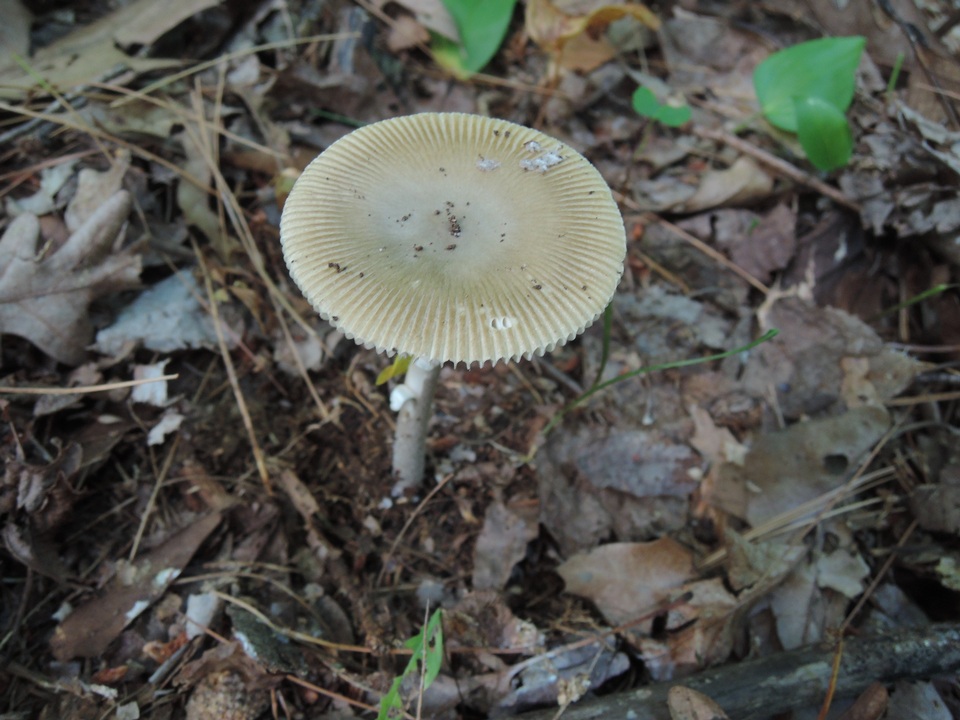 Amanita sect. Vaginatae image