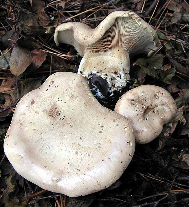 Clitopaxillus image