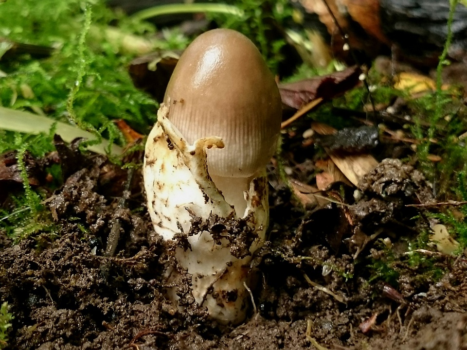 Amanita olivaceogrisea image