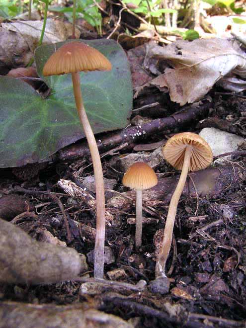 Conocybe siennophylla image