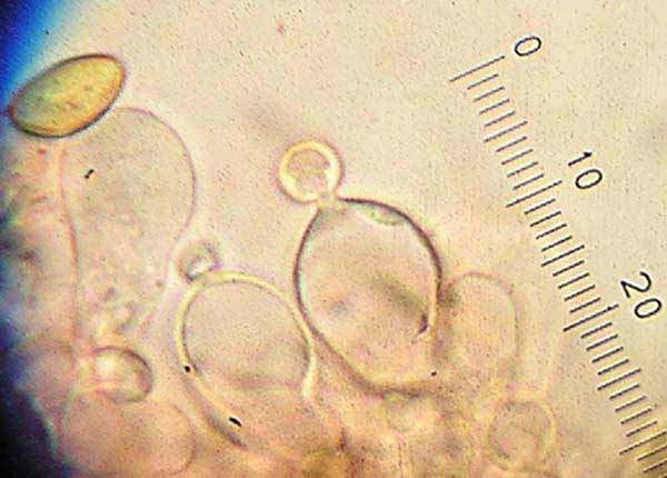 Conocybe siennophylla image
