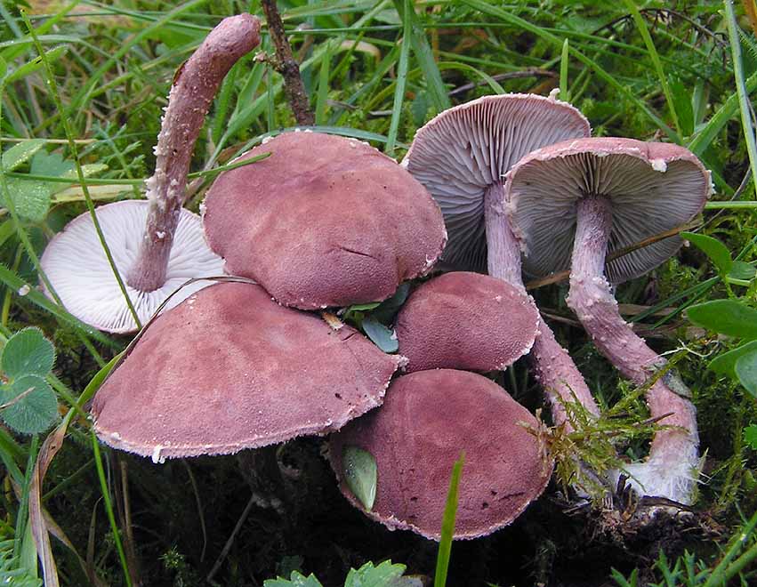 Cystoderma superbum image