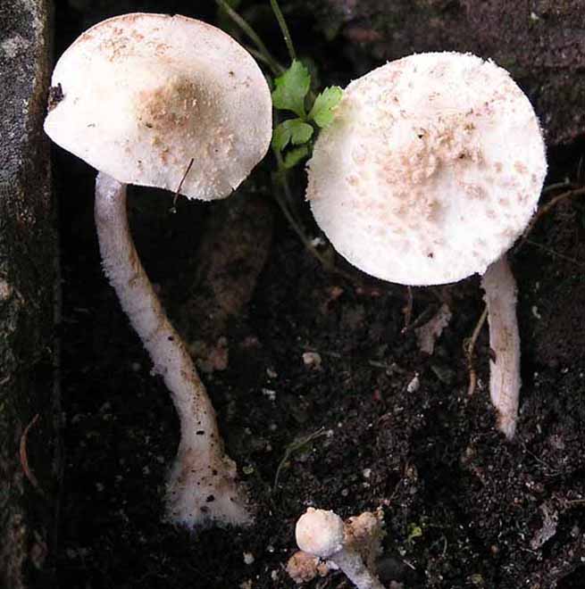 Cystolepiota fumosifolia image