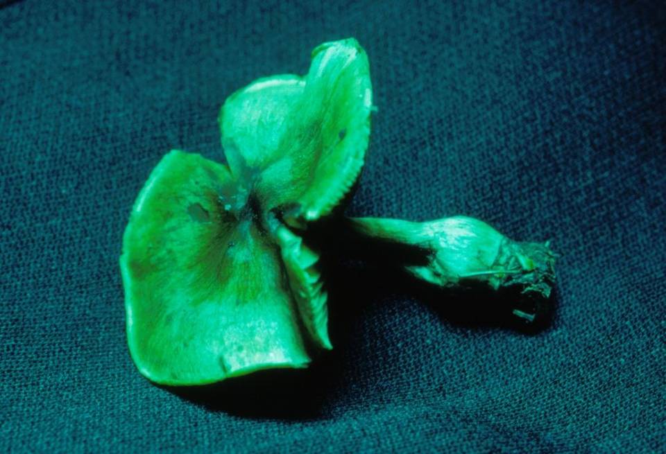 Cortinarius colymbadinus image