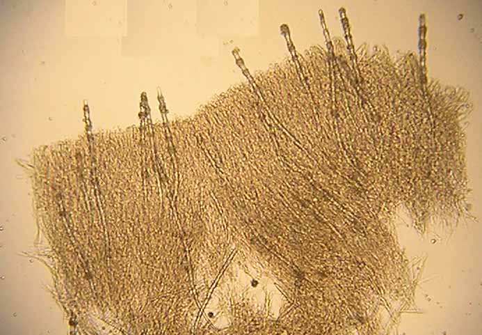 Dacryobolus karstenii image