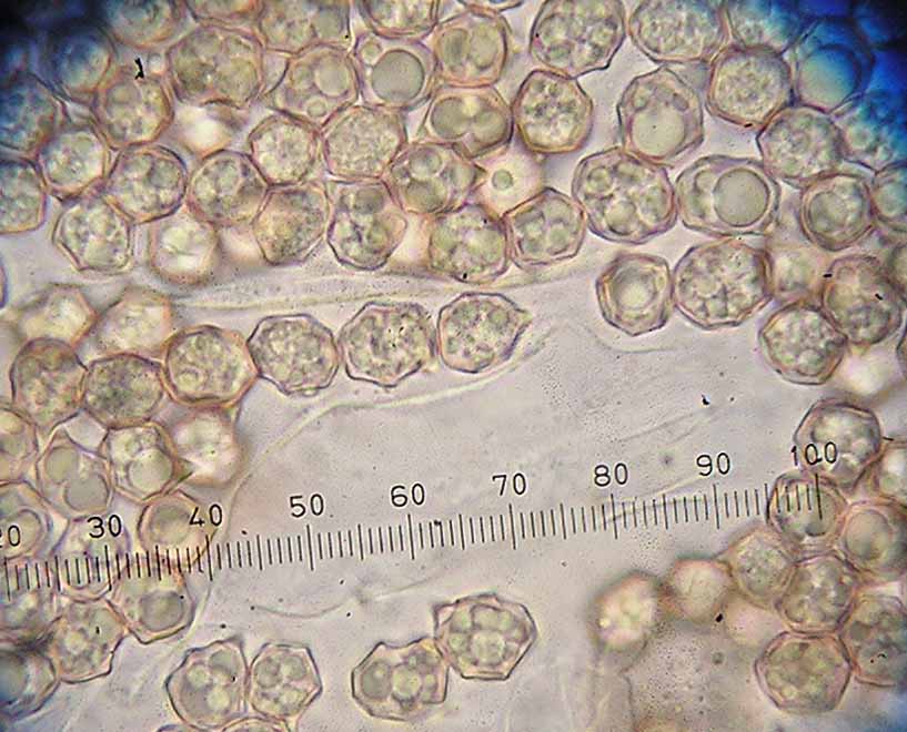 Entoloma pseudoexcentricum image
