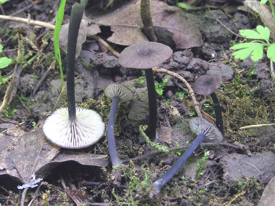 Entoloma incarnatofuscescens image