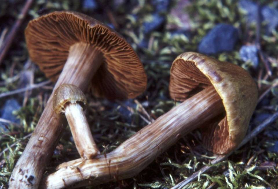 Cortinarius zinziberatus image