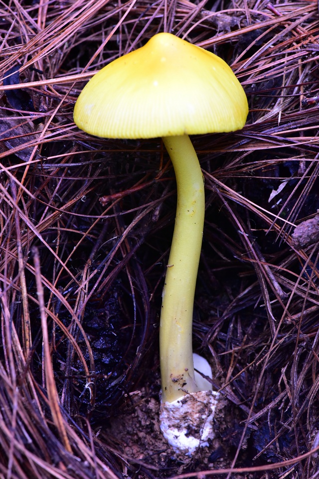 Amanita sect. Vaginatae image