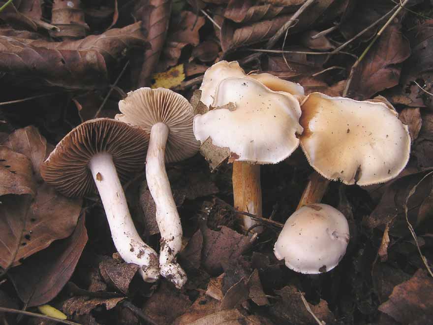 Cortinarius ochroleucus image