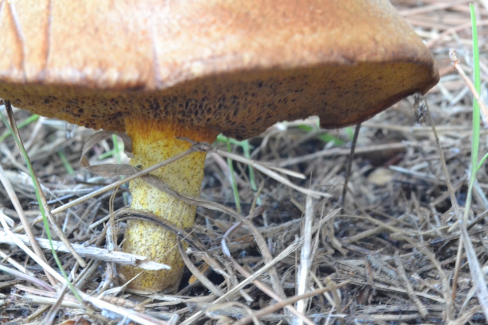 Suillus collinitus image