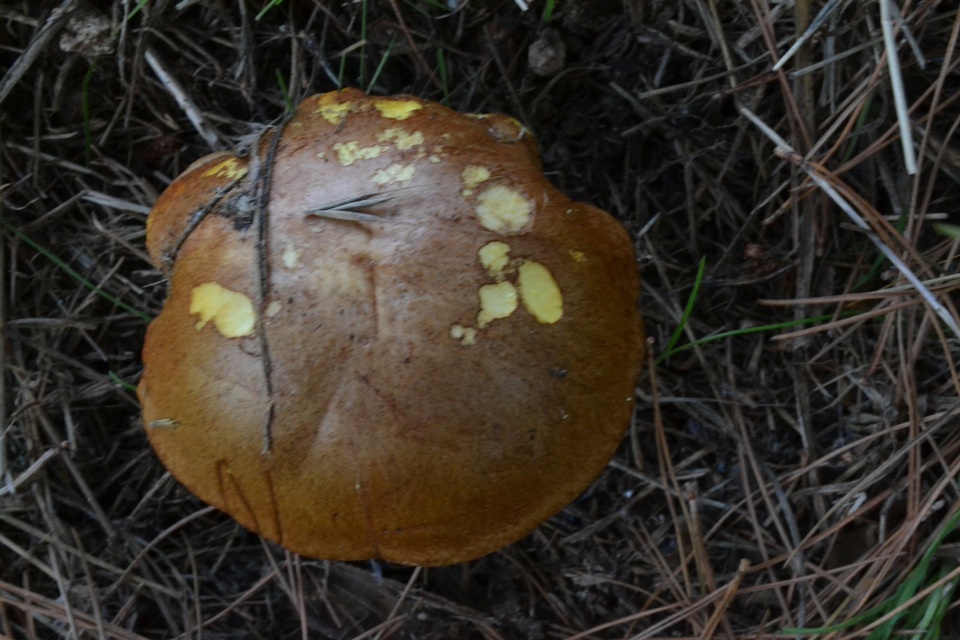 Suillus collinitus image