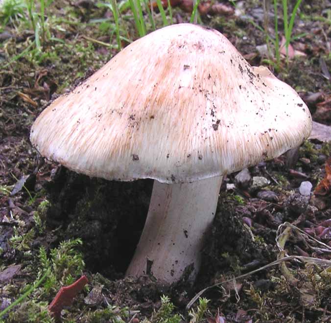 Inocybe erubescens image