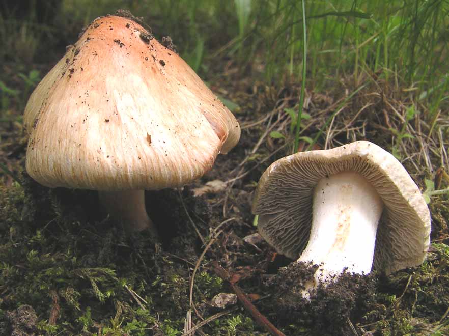 Inocybe erubescens image