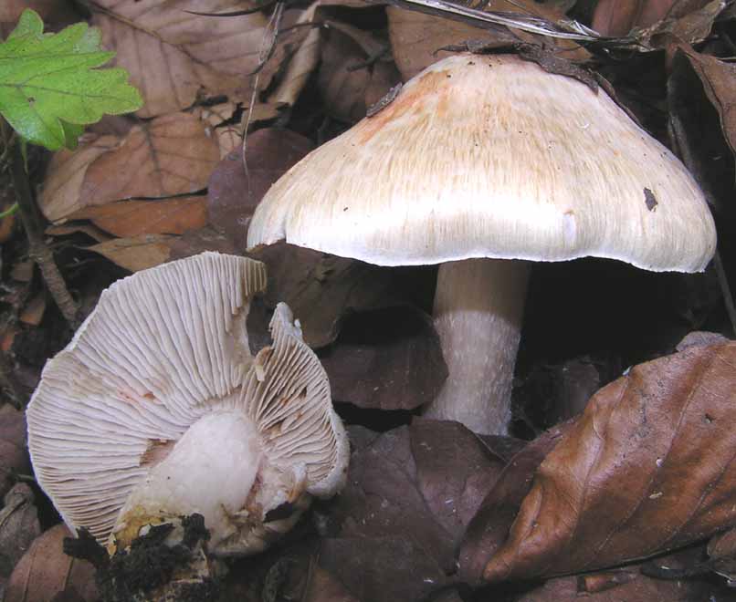 Inocybe erubescens image