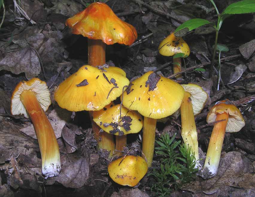 Hygrocybe konradii image