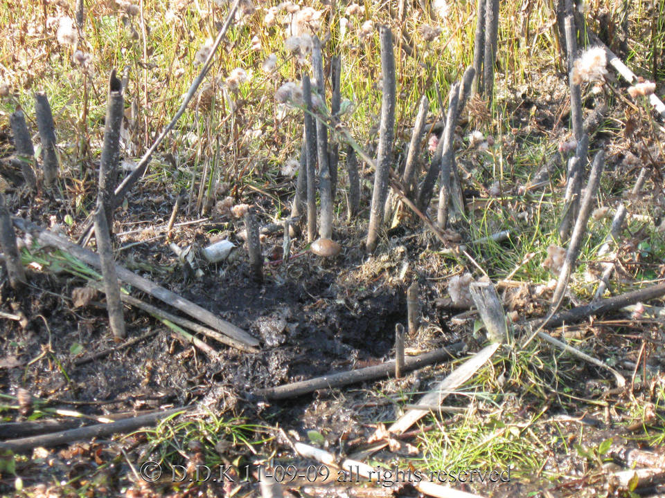 Psilocybe graveolens image