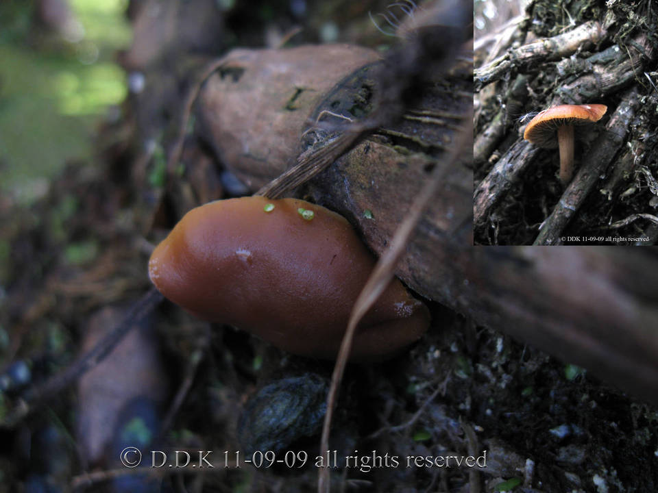 Psilocybe graveolens image