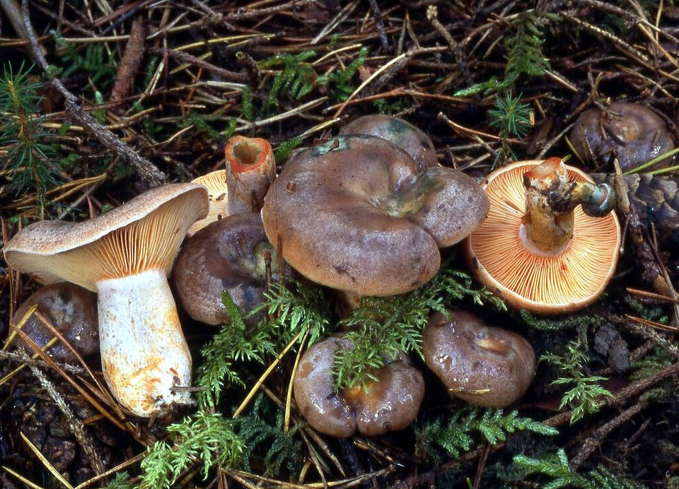 Lactarius semisanguifluus image